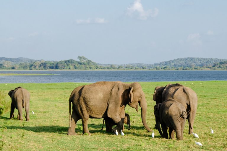 Wildlife Wonders at Minneriya National Park